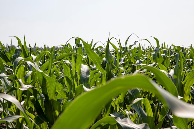 Een veld met groene maïs waarvan het de bedoeling is om een grote oogst suikermaïs te krijgen, jonge groene onrijpe maïs in het veld