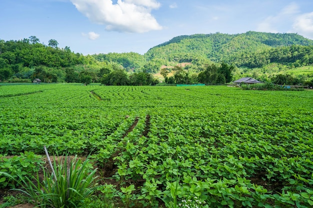 Een veld met groene planten met bergen op de achtergrond