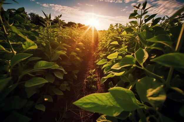 Een veld met groene planten met daarachter de ondergaande zon