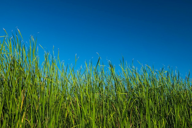 Een veld met hoog gras tegen een blauwe lucht.