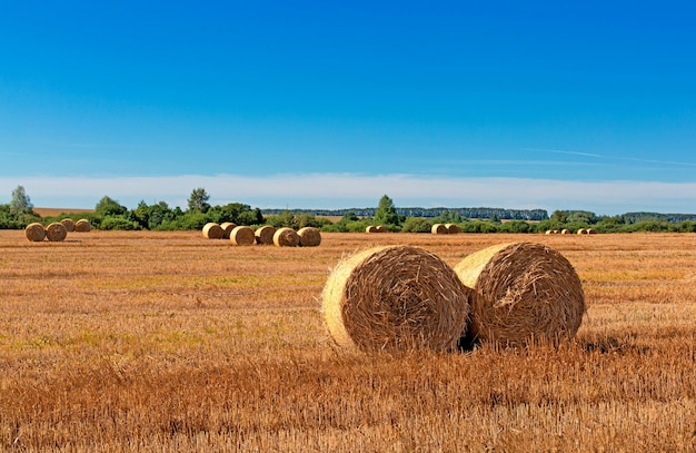 Een veld met hooibergen op een blauwe hemelachtergrond.