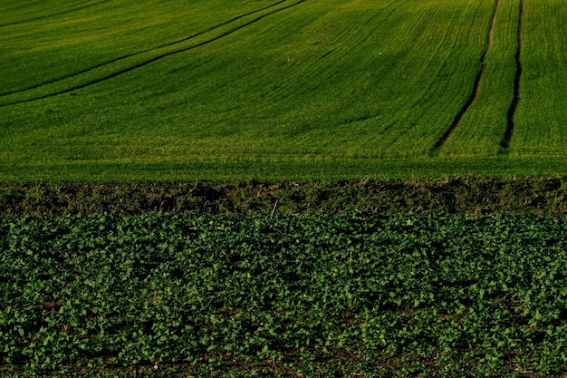 Een veld met jonge tarwescheuten bij zonsondergang Prachtig landelijk landschap Tarwe verbouwen om vee te voeren