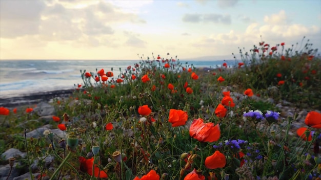 Foto een veld met klaprozen aan de kust van israël
