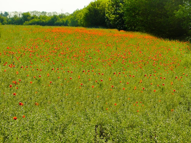 Een veld met klaprozen in een veld