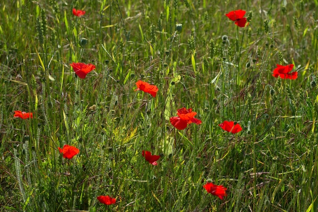 Een veld met klaprozen in Kent