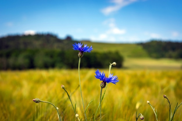 Een veld met korenbloemen en andere wilde bloemen.