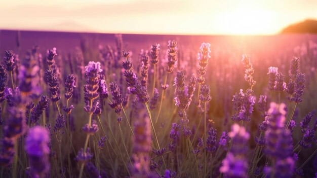 Een veld met lavendelbloemen met daarachter de ondergaande zon.