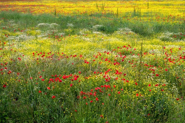 Een veld met lentebloemen in Castiglione del Lago