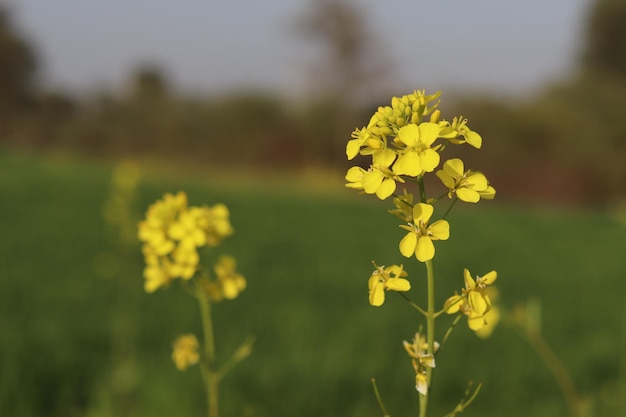 Een veld met mosterdbloemen in India