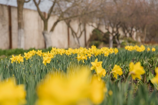 Een veld met narcissen in het voorjaar