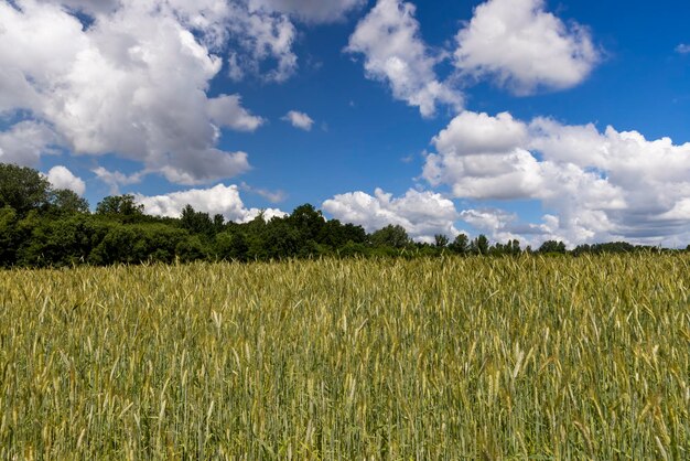 Een veld met onrijpe tarwe in het zomerseizoen