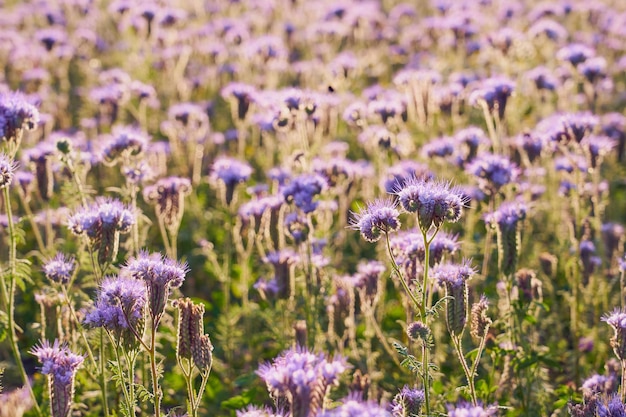 Een veld met paarse bloemen als natuurlijke achtergrond