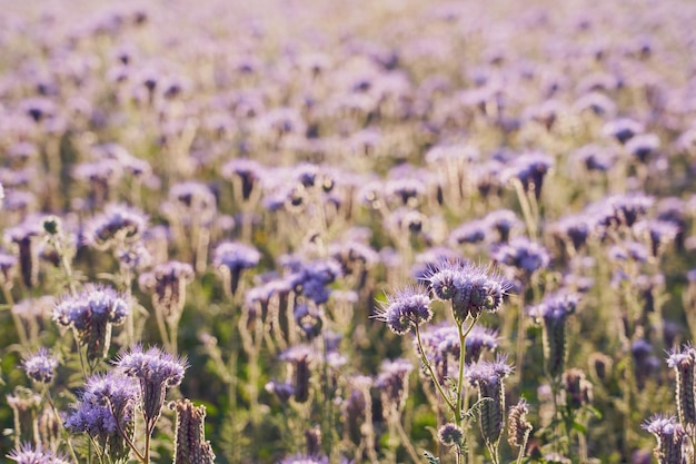 Een veld met paarse bloemen als natuurlijke achtergrond