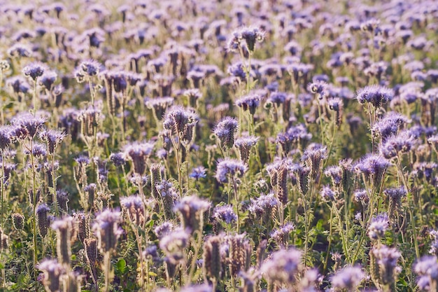 Een veld met paarse bloemen als natuurlijke achtergrond