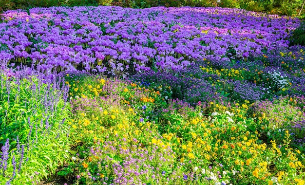 Een veld met paarse bloemen in de tuin
