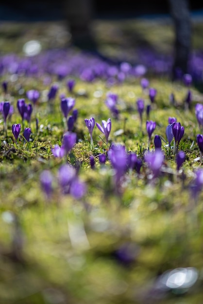 Een veld met paarse bloemen in het bos