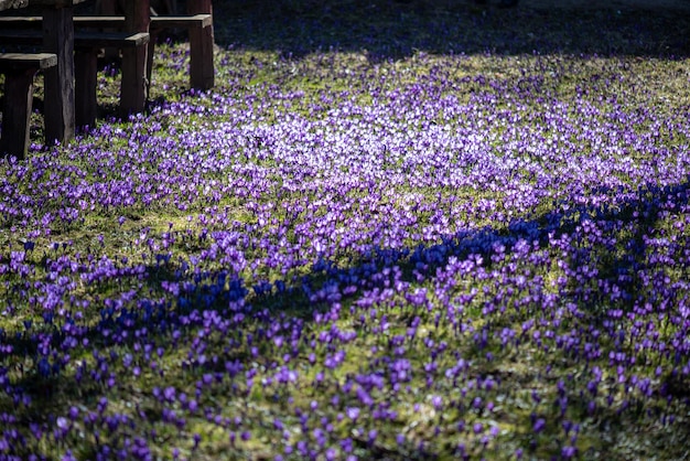 Een veld met paarse bloemen is bedekt met paarse bloemen.