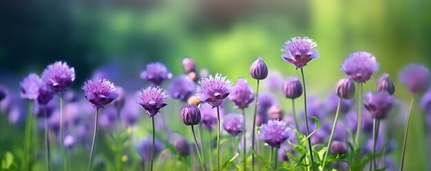 een veld met paarse bloemen met de zon op de achtergrond