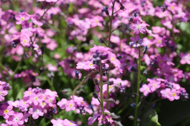 Een veld met paarse bloemen met een geel hart en een wit hart in het midden.