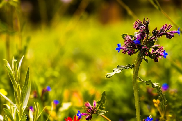 Een veld met paarse bloemen met een groene achtergrond