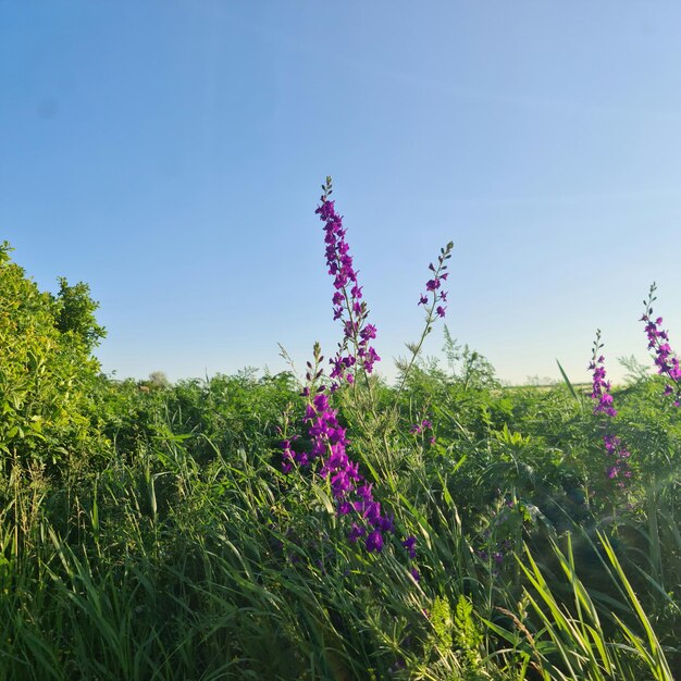 Een veld met paarse bloemen