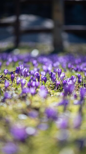 Een veld met paarse krokusbloemen in de Alpen