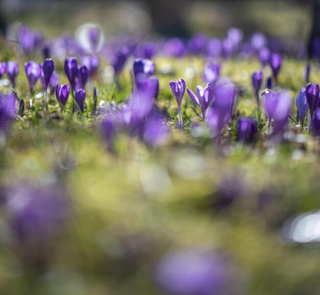 Een veld met paarse krokusbloemen in de bergen