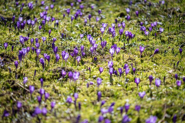 Een veld met paarse krokusbloemen met onderaan het woord krokus.