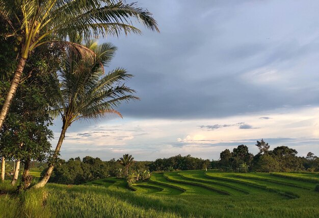 Een veld met palmbomen en een bewolkte lucht