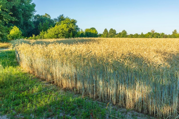 Een veld met rijpende rogge bij zonsondergang