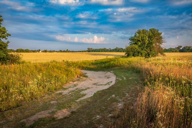 Een veld met rijpende rogge bij zonsondergang