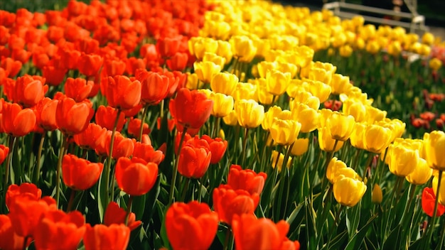 Foto een veld met rode en gele tulpen