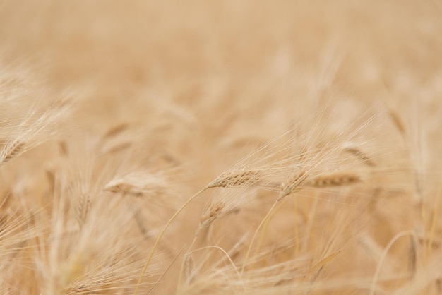 Een veld met rogge Achtergrond Natuur Zomeroogst