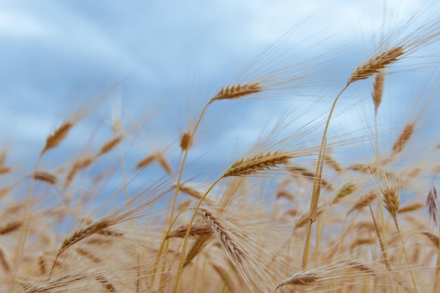 Een veld met rogge tegen een blauwe lucht Achtergrond Natuur Zomeroogst