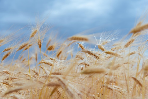 Een veld met rogge tegen een blauwe lucht Achtergrond Natuur Zomeroogst