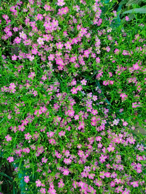 Een veld met roze bloemen met het woord "klein" op de bodem.