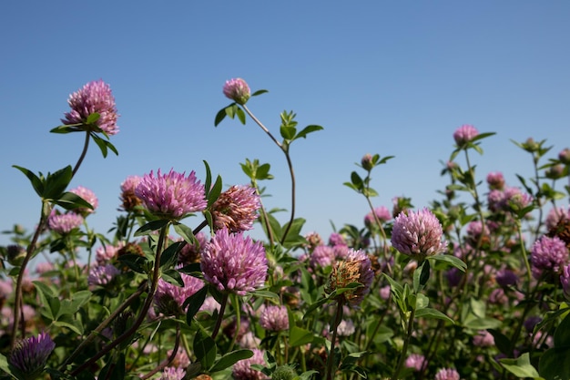 Een veld met roze klaver en een blauwe zonnige lucht Zomerlandschap