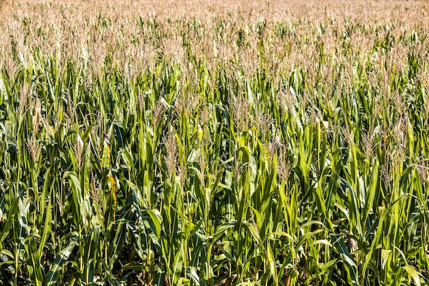 Een veld met verse groene maïs groeit op