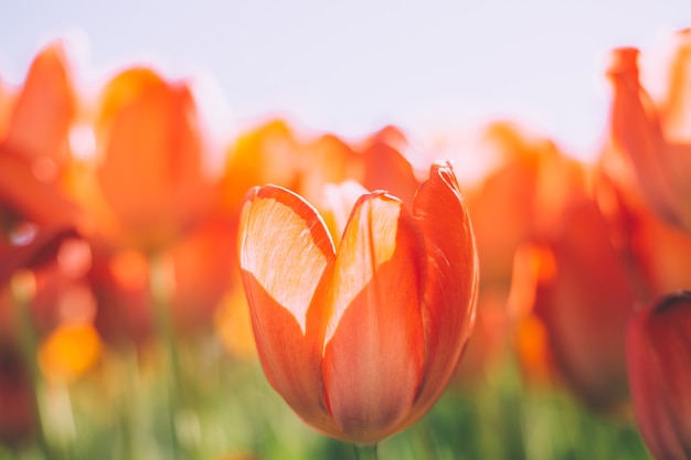 Een veld met vurige oranje tulpen in de stralen van het heldere daglicht van de zomer