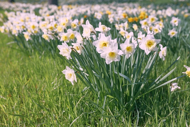 Een veld met witte narcissen met het woord narcissen erop