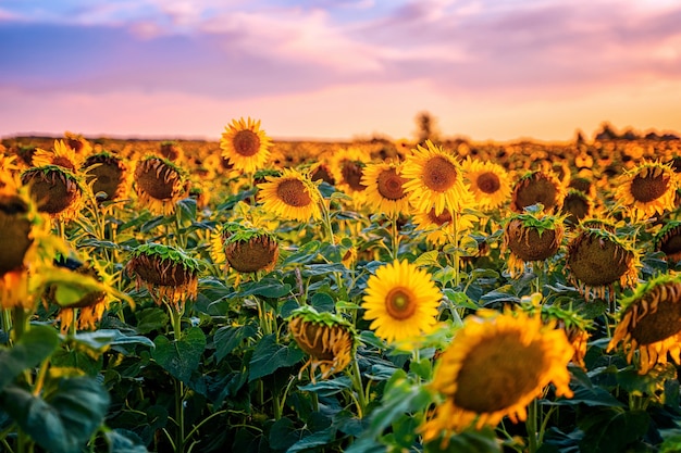 Een veld met zonnebloemen bij zonsondergang het einde van het zomerseizoen en de oogst