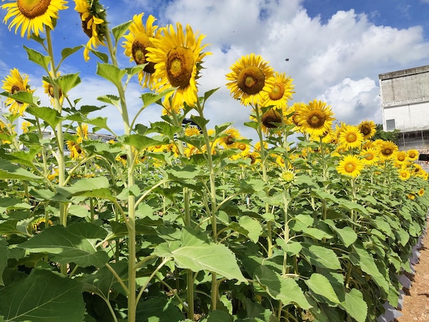 Een veld met zonnebloemen met een blauwe lucht op de achtergrond