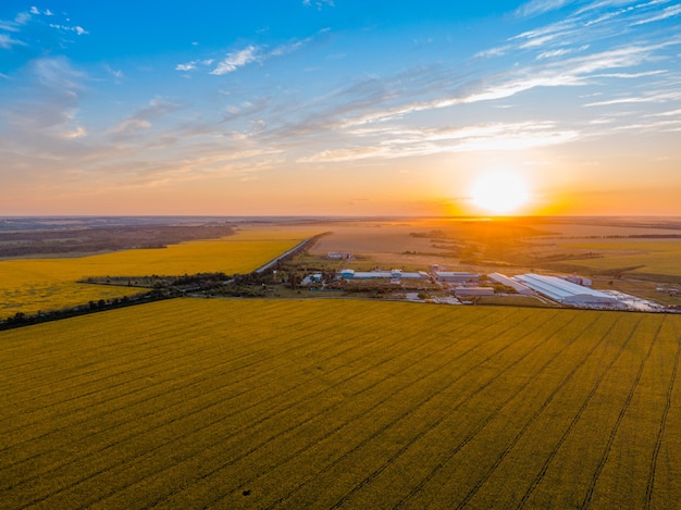 Een veld met zonnebloemen op een zonnige dag