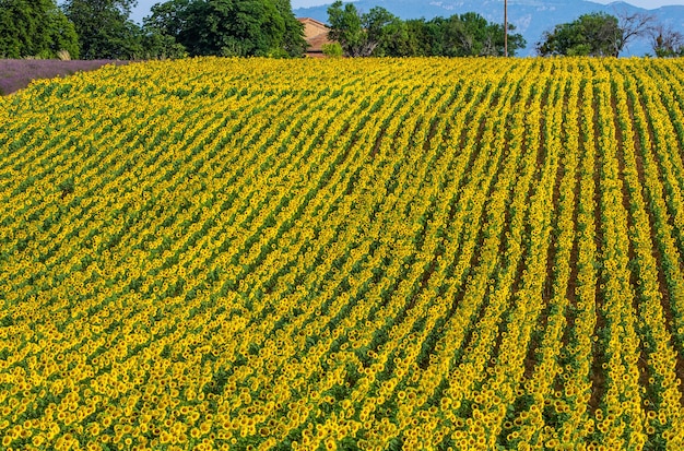 Een veld met zonnebloemen op een zonnige zomerdag