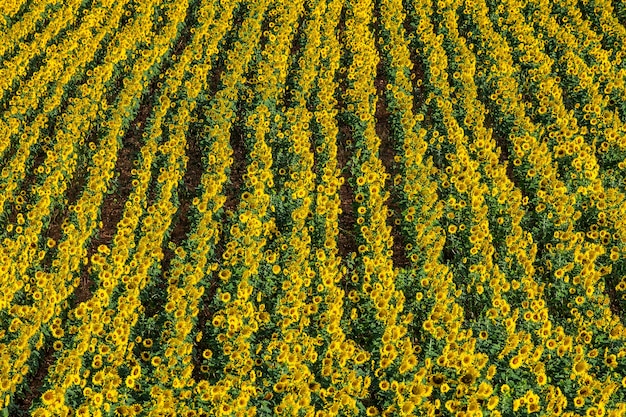 Een veld met zonnebloemen op een zonnige zomerdag