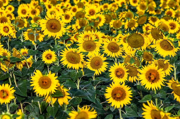 Een veld met zonnebloemen op een zonnige zomerdag