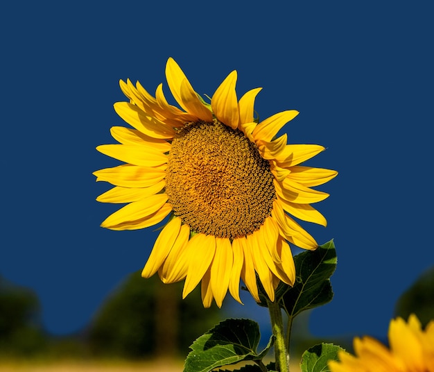 Een veld met zonnebloemen op een zonnige zomerdag