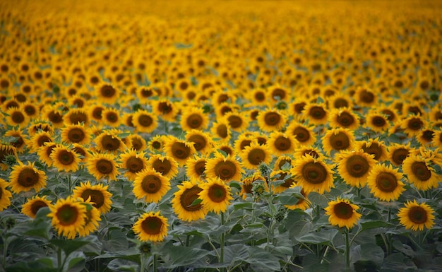 Een veld met zonnebloemen tot aan de horizon Bloeiende zonnebloemen op een landbouwveld