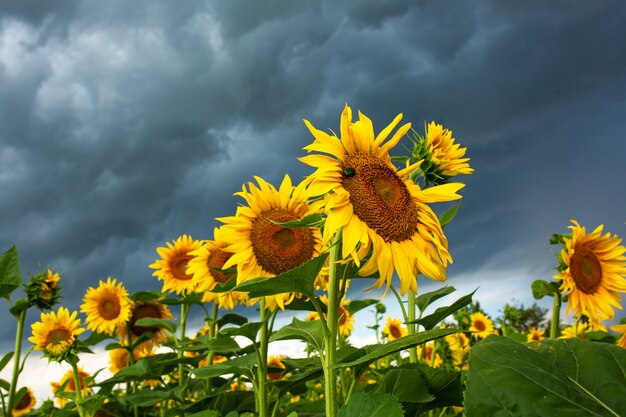 Een veld met zonnebloemen voor de regen. Zwarte regenwolken boven een veld met zonnebloemen