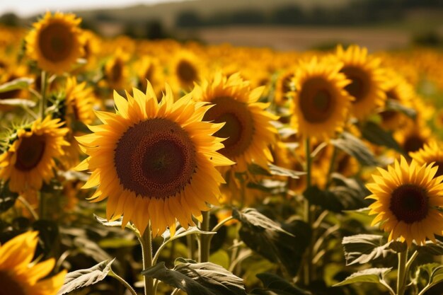 Een veld met zonnebloemen wuivend in de wind